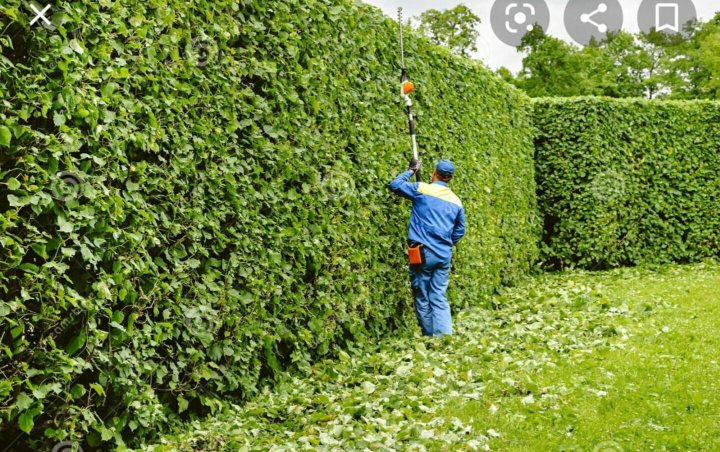 Hedge Trimming in uk