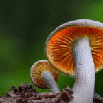 Indonesia Mushroom Market