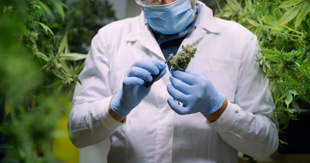 Medical Cannabis Doctors in Florida