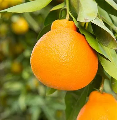 https://dogargardens.com/product/minneola-oranges-plant/