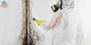 Mold Removal Plano