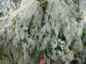 https://dogargardens.com/product/patrea-vine-white/