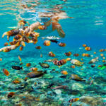 Snorkeling and Diving Spots in Zanzibar