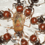 ant control in Maple Ridge