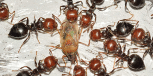 ant control in Maple Ridge