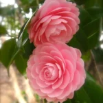 https://dogargardens.com/product/camellia-pink-plants/