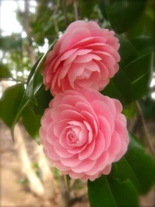 https://dogargardens.com/product/camellia-pink-plants/