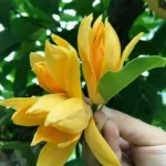 https://dogargardens.com/product/champak-plant/