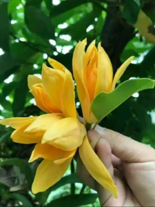 https://dogargardens.com/product/champak-plant/