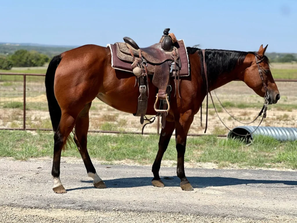 Horse Prices 2025