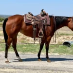 Horse Prices 2025
