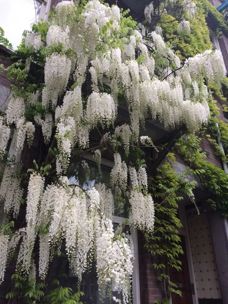 https://dogargardens.com/product/wisteria-vine-white/