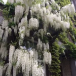 https://dogargardens.com/product/wisteria-vine-white/