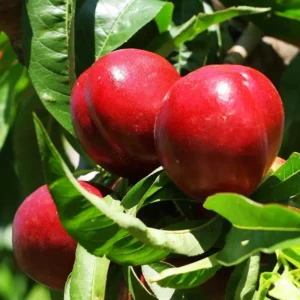 https://dogargardens.com/product/nectarine-peach-plants/