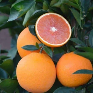 https://dogargardens.com/product/cara-cara-orange-plants/