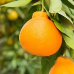 https://dogargardens.com/product/minneola-oranges-plant/
