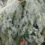 https://dogargardens.com/product/patrea-vine-white/