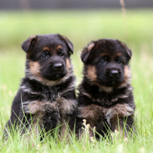 Puppies