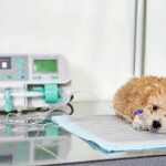 Veterinary Diagnostic Equipment Canada