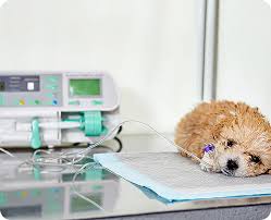 Veterinary Diagnostic Equipment Canada