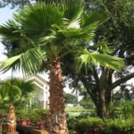 https://dogargardens.com/product/washingtonia-palm-majestic-fast-growing-landscape-palm/