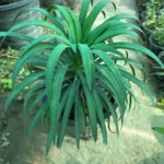 https://dogargardens.com/product/yucca-desmetiana-yucca-shower/
