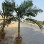https://dogargardens.com/product/alexander-palm-large-size-plants/