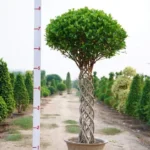 https://dogargardens.com/product/ficus-plants-with-metal-grill-support/