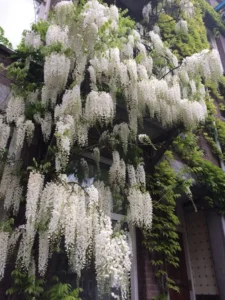 https://dogargardens.com/product/wisteria-vine-white/