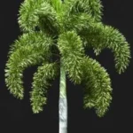 https://dogargardens.com/product/foxtail-palm-wodyetia-bifurcata-plants/