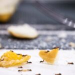Ant Treatment Georgetown: Proven Methods for a Pest-Free Home