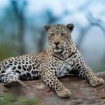 Jungle Safari in Jaipur