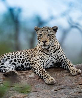 Jungle Safari in Jaipur