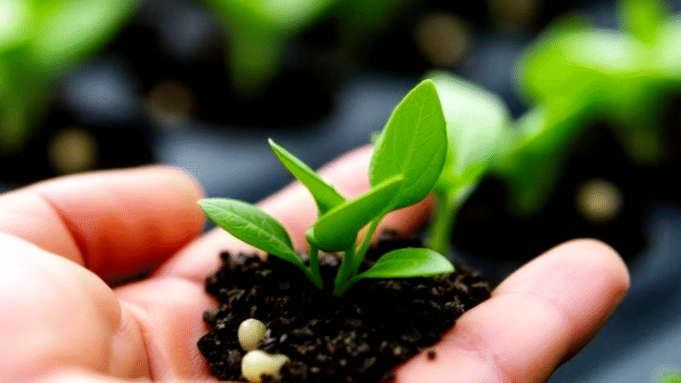 How Can Advanced Technology Improve Crop Seed Quality?