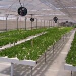 indoor gardening with hydroponics