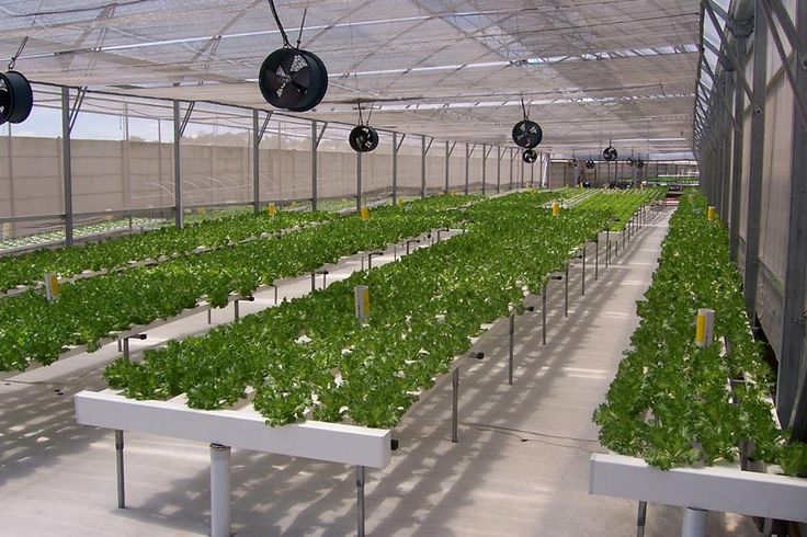 indoor gardening with hydroponics