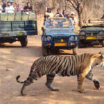 Ranthambore wildlife tour packages