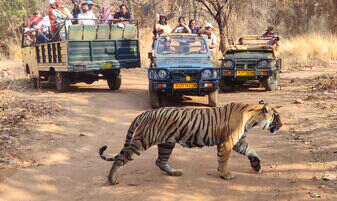 Ranthambore wildlife tour packages