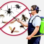 Best Pest Control Services in Jaipur
