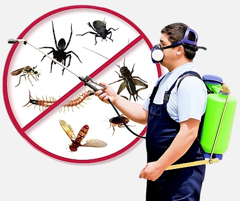 Best Pest Control Services in Jaipur