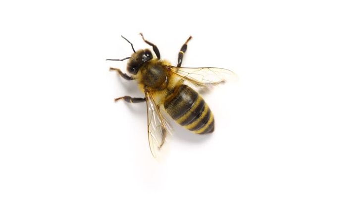 ALT Text: High-angle studio shot of a single bee with black and yellow stripes on a white background, useful for advertising professional bee services or pest control.