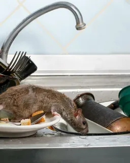 rodent removal