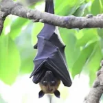bat removal in indianapolis
