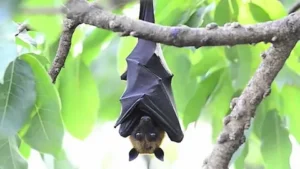 bat removal in indianapolis