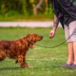 private training for dogs