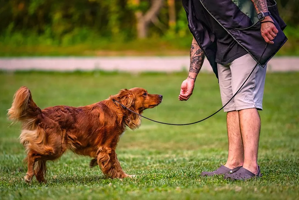 private training for dogs