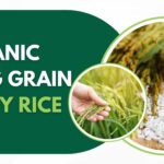 organic long grain paddy rice
