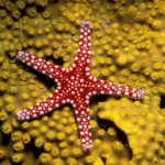 Starfish for Sale Near Me