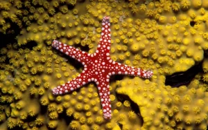 Starfish for Sale Near Me