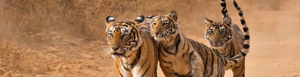 Ranthambore National Park weekend package